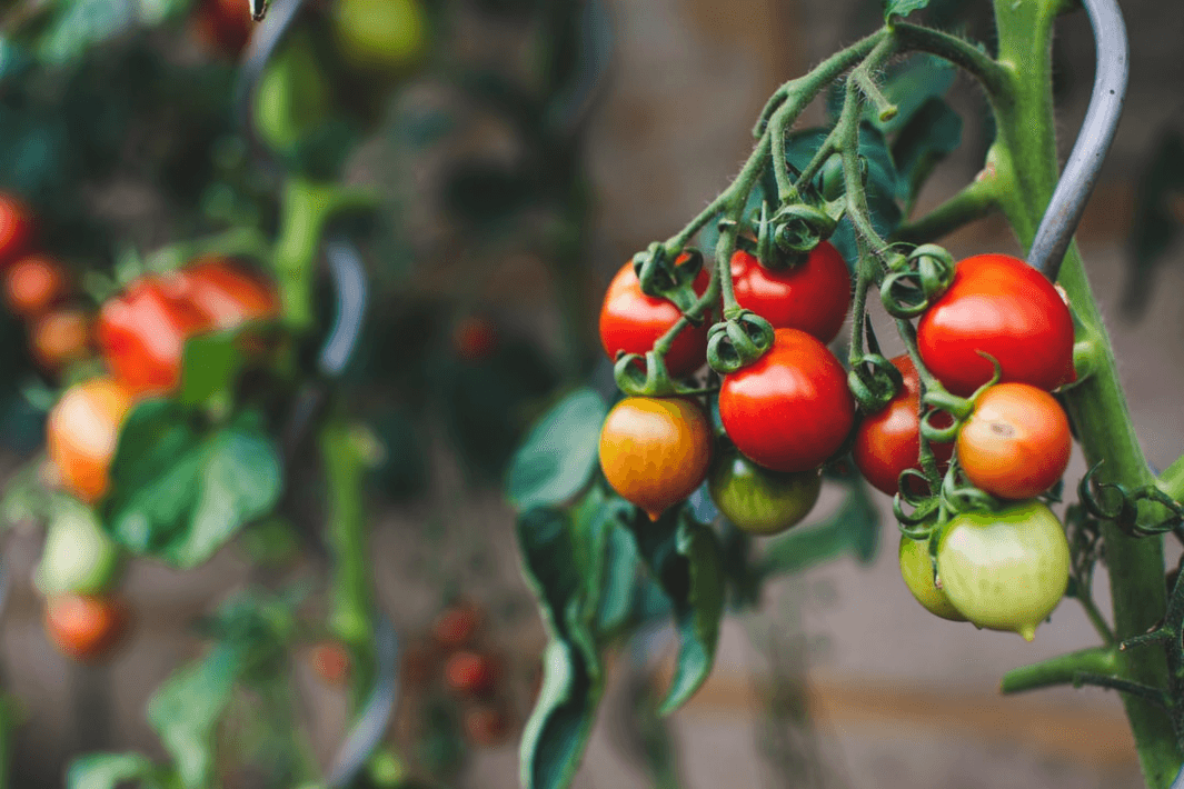 Red And Green Oval Fruits