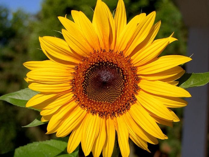 shallow focus photography of yellow sunflower